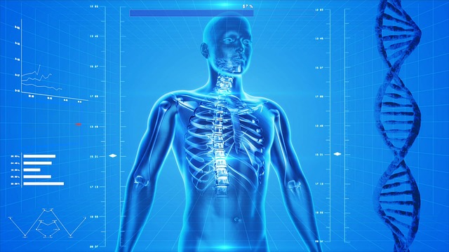 human-skeleton-163715_640