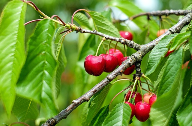 cherry-1437707_640