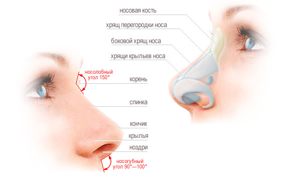 rinoplastika-10