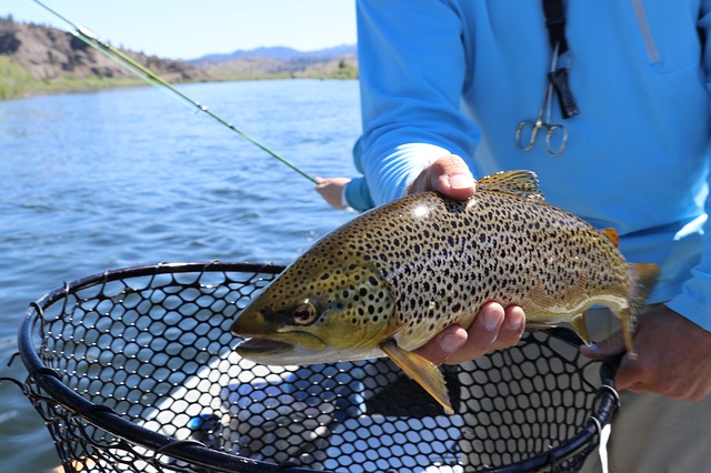 fish-2650625_640