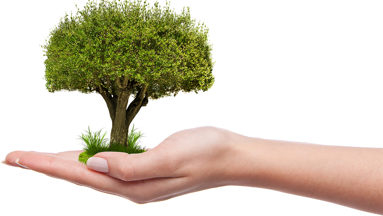 tree-1247796_1280