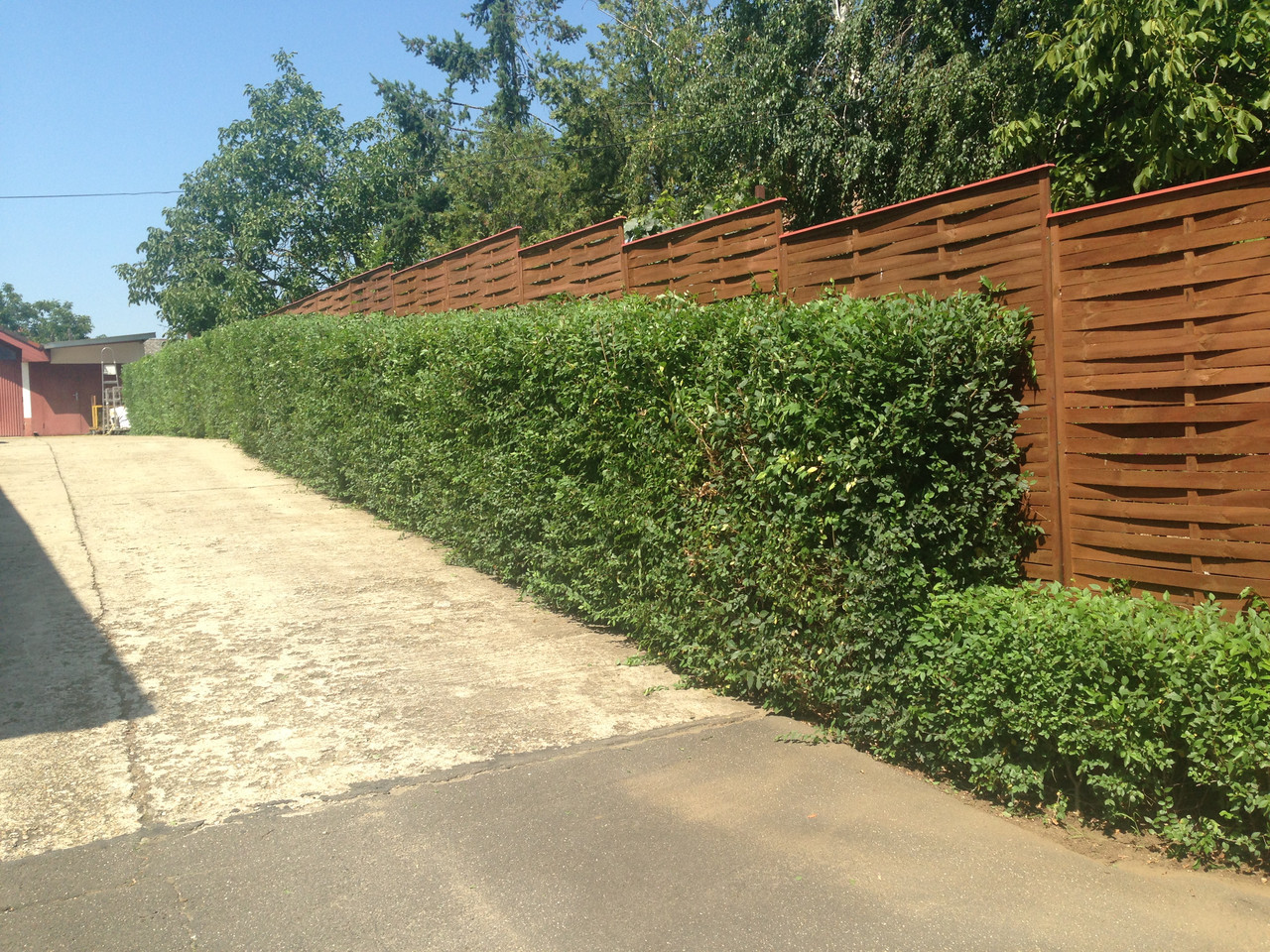 1234060073_w640_h640_sadzhantsi-zhiva-ogorozha-ulmus