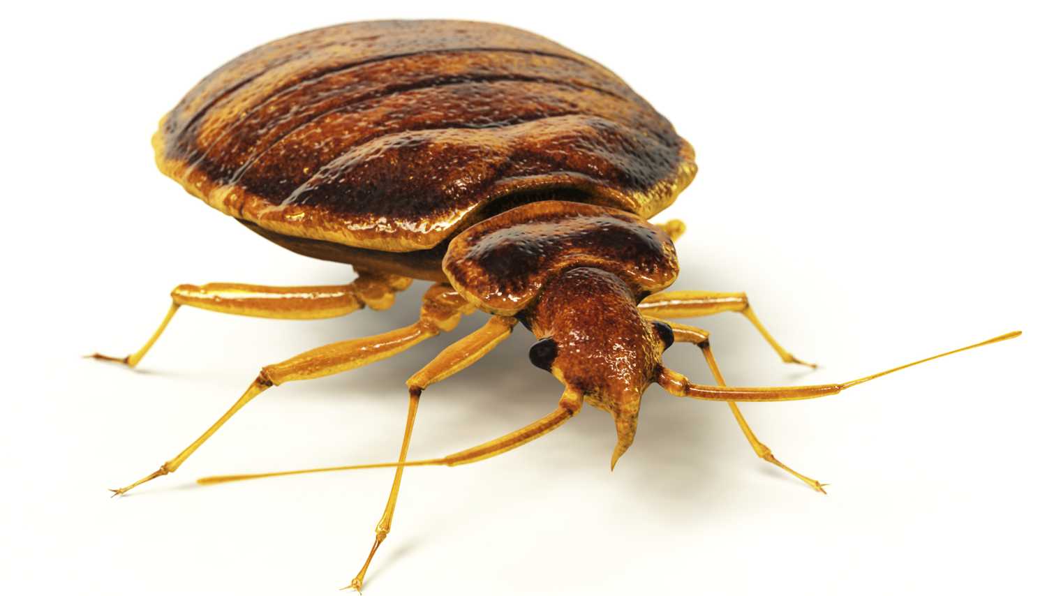 kak-izbavitsya-ot-postelnyx-klopov-4