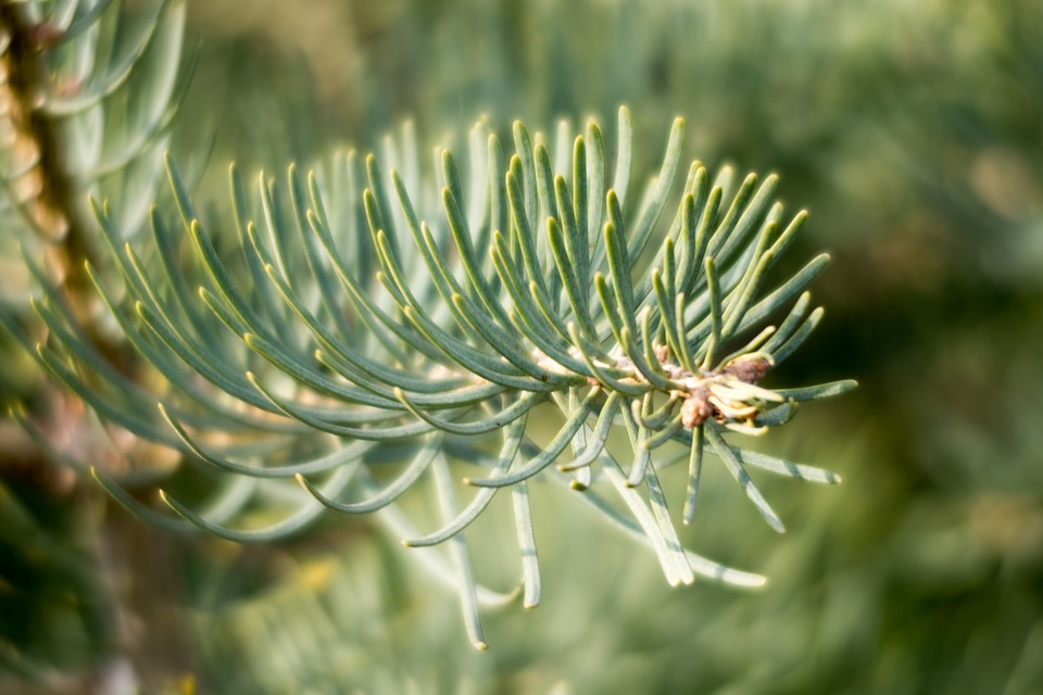 spruce-3993242_960_720