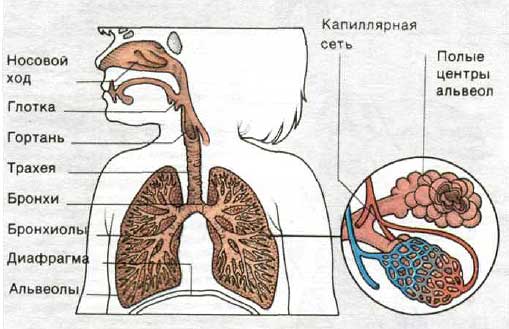 Что нужно знать родителям о болезнях дыхательных органов у детей
