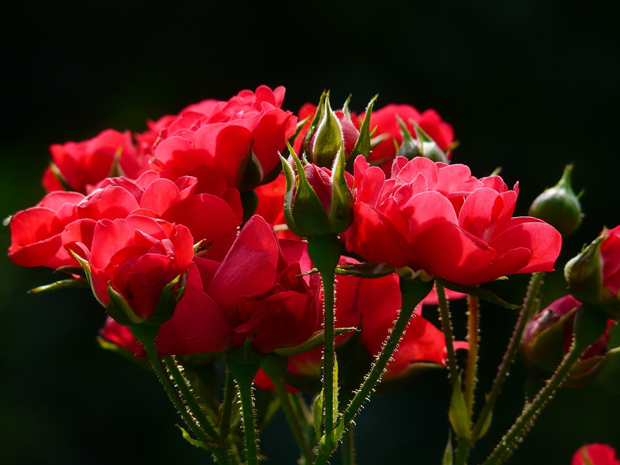 red-roses-4232_1280