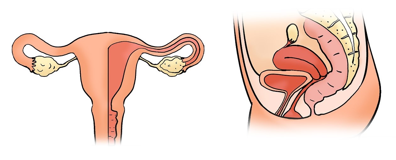 the-uterus-2947707_1280