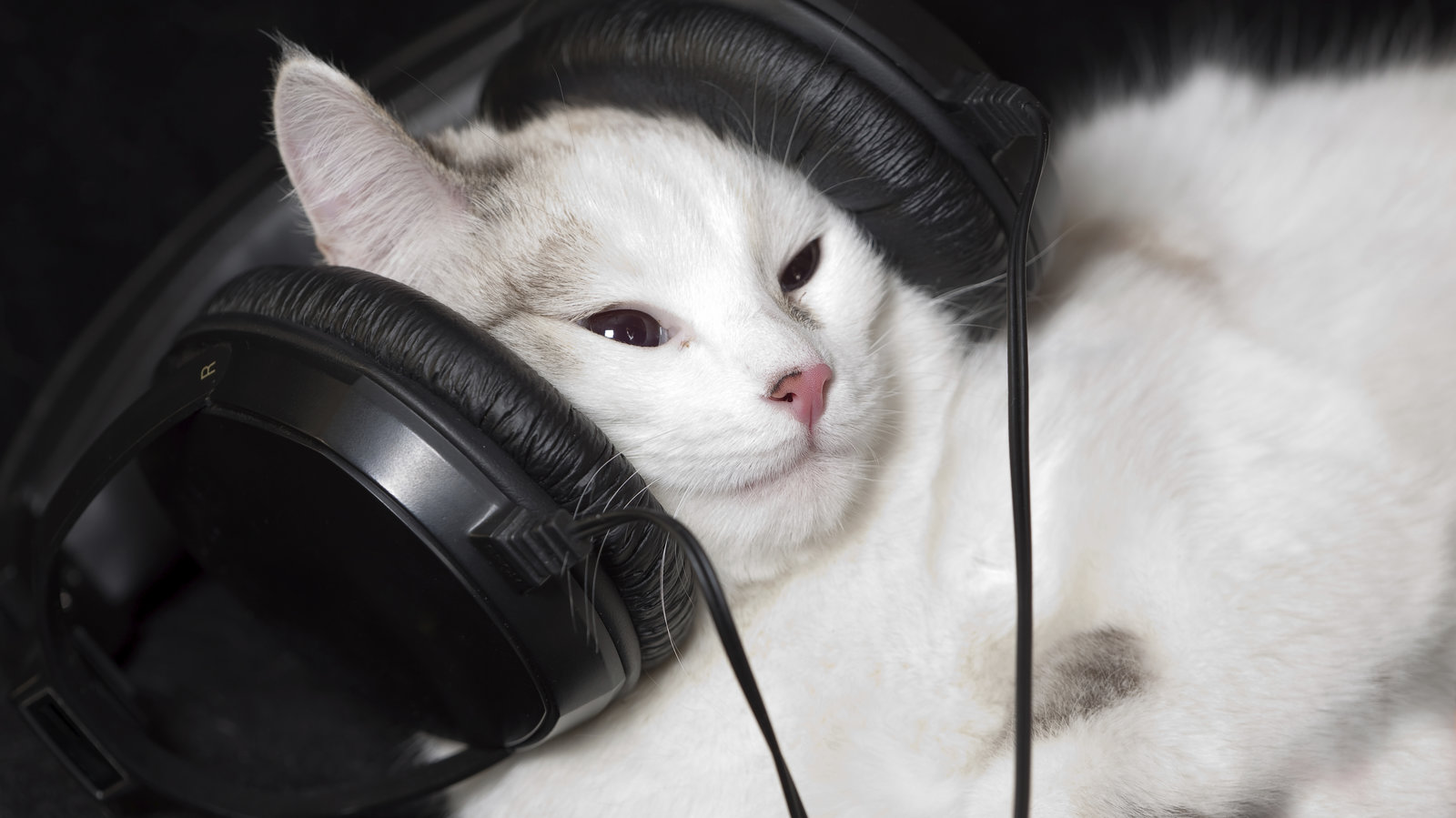 cat_wide-5910b27269c0e63eaad0495d93005deff99d3cc7-s1600-c85