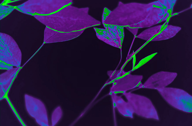 0preview