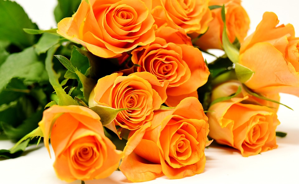 roses-3418141_960_720
