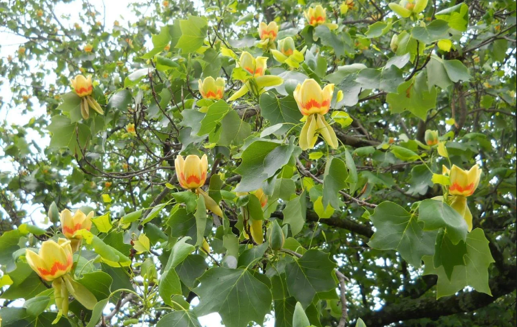 86e8855ffef6e0305d74208fac4e1254