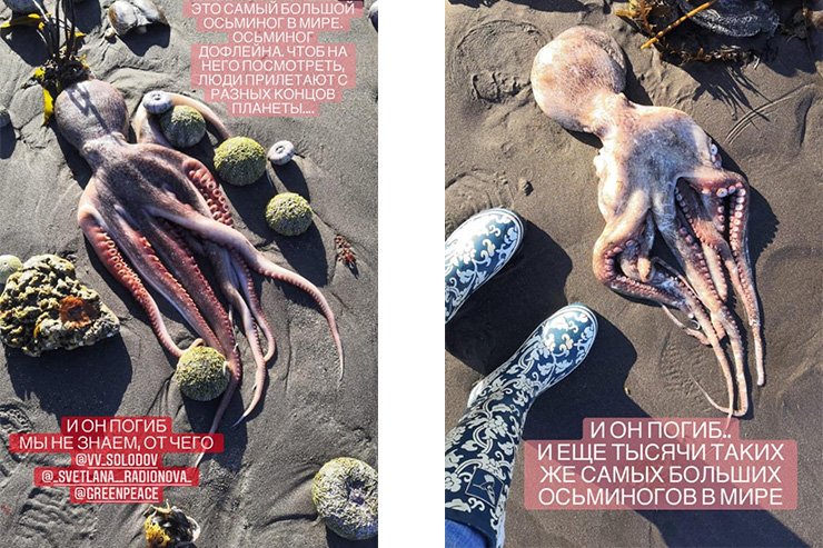 Що стало причиною екологічної катастрофи на Камчатці. ФОТОрепортаж