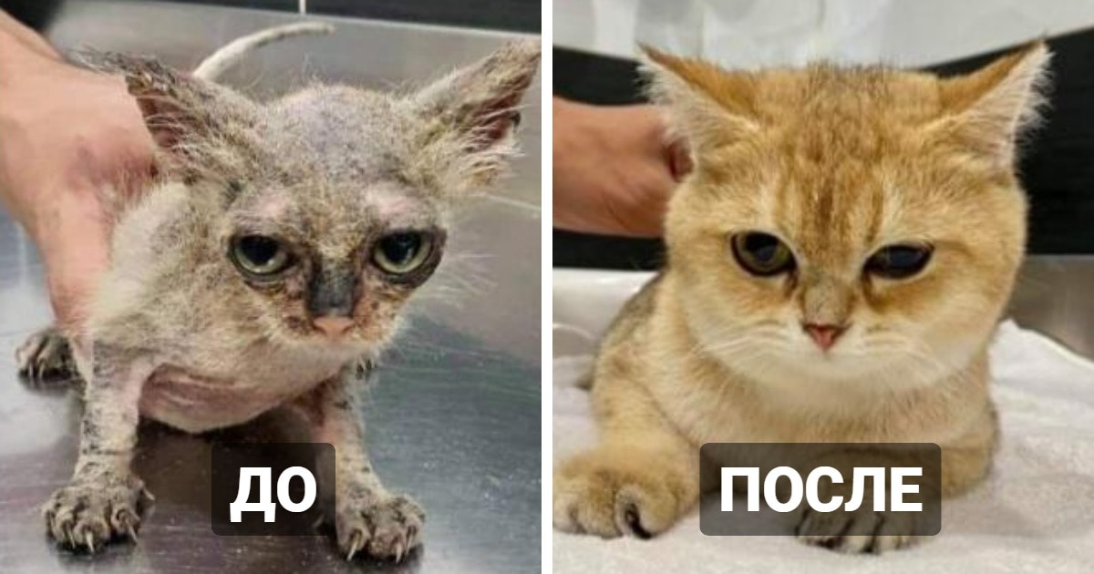Котики, які виглядали дуже жалюгідними, але потрапили в хороші руки і змінилися до невпізнання