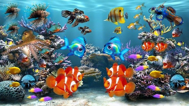 Советы новичку, желающему купить свой первый аквариум