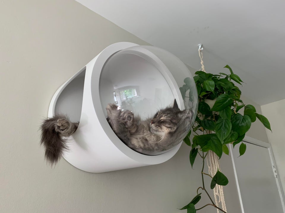 «Щоб я так жив!» — фото вкрай розбещених котів
