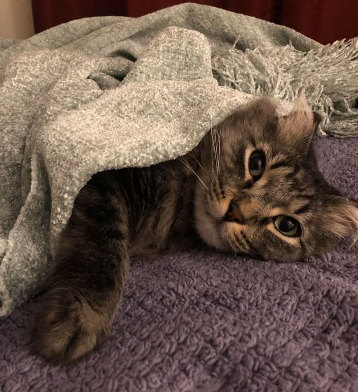 «Я такой милый, когда сплю…» — самые милые фото спящих котиков