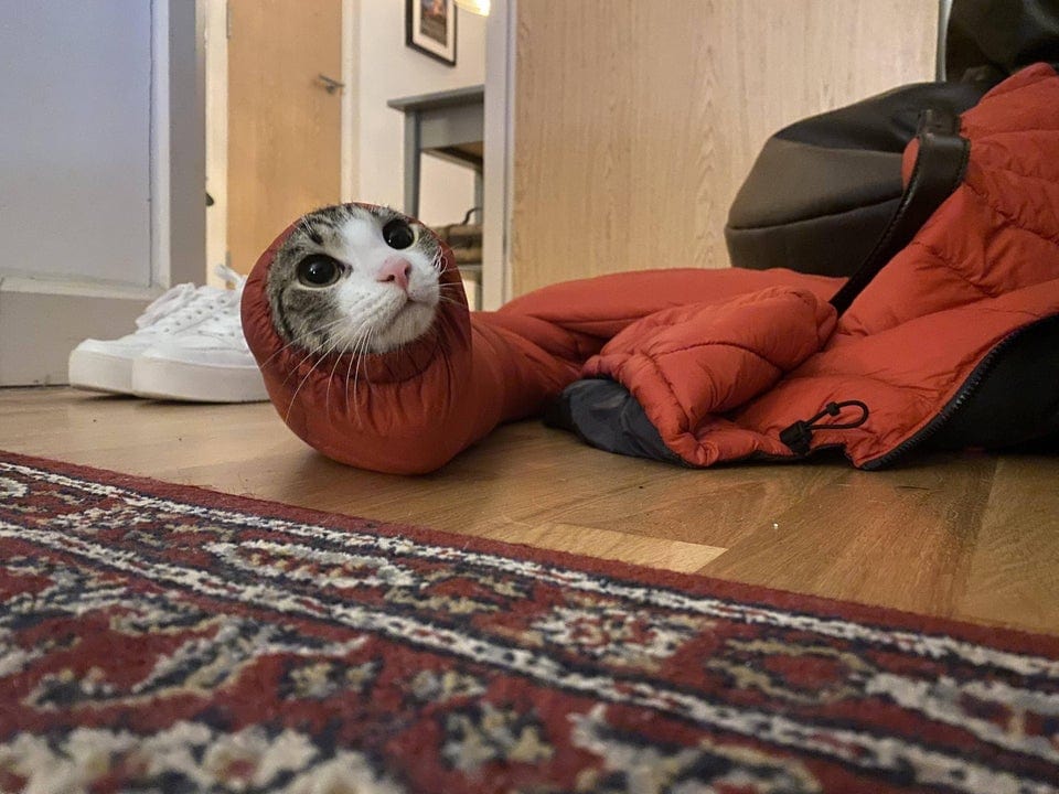 “Чого дивишся і регочеш?” — кумедні фото домашніх котиків і песиків