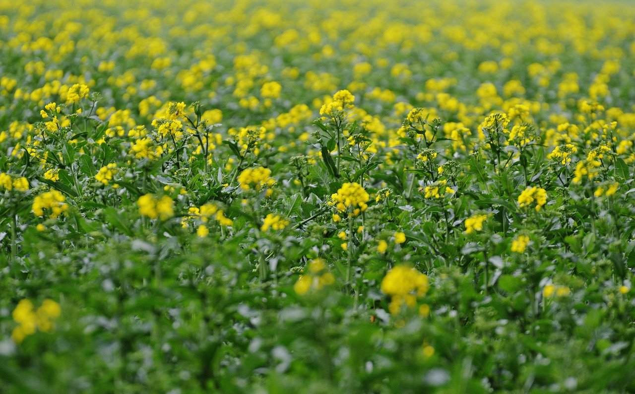Семена гибридов кукурузы, подсолнечника и рапса от компании MAS Seeds