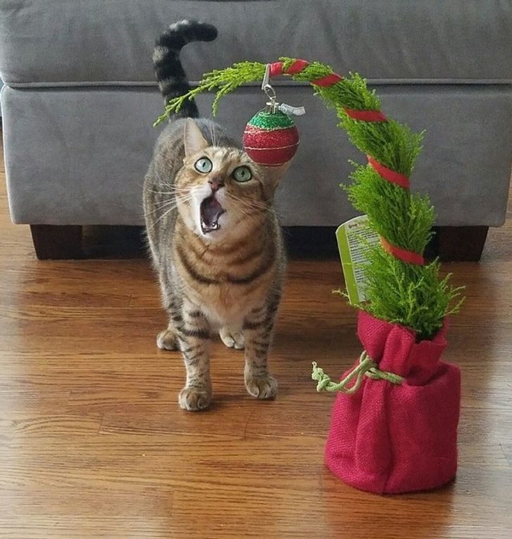 “Візьми мене на ручки! Мені лячно!” — кумедна реакція котиків і песиків на невідоме розсмішила інтернет