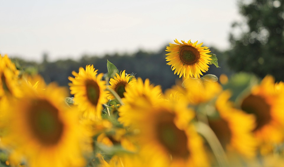 agriculture-4351266_960_720