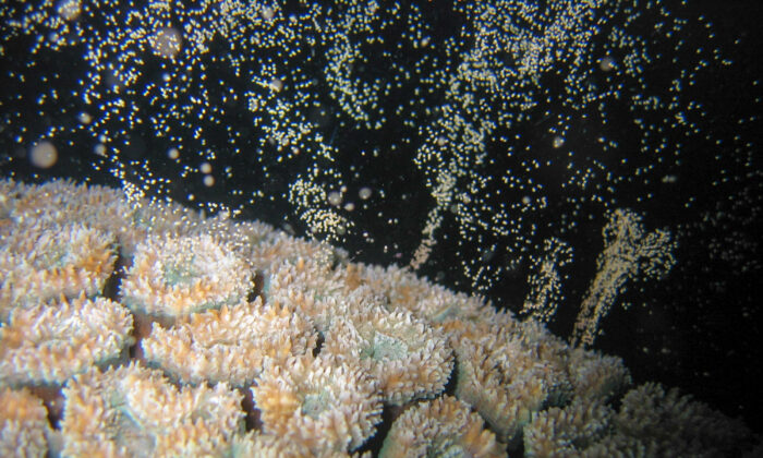 corals_that_are_better_than_average_at_survival_growth_and_resisting
