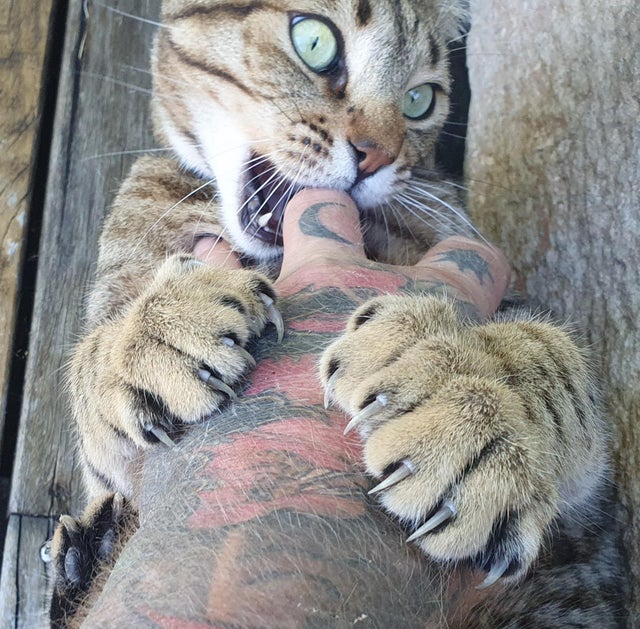 “Я жахливий котик з кігтями! Рррр!” — кігті котиків кумедні і страшні насмішили інтернет
