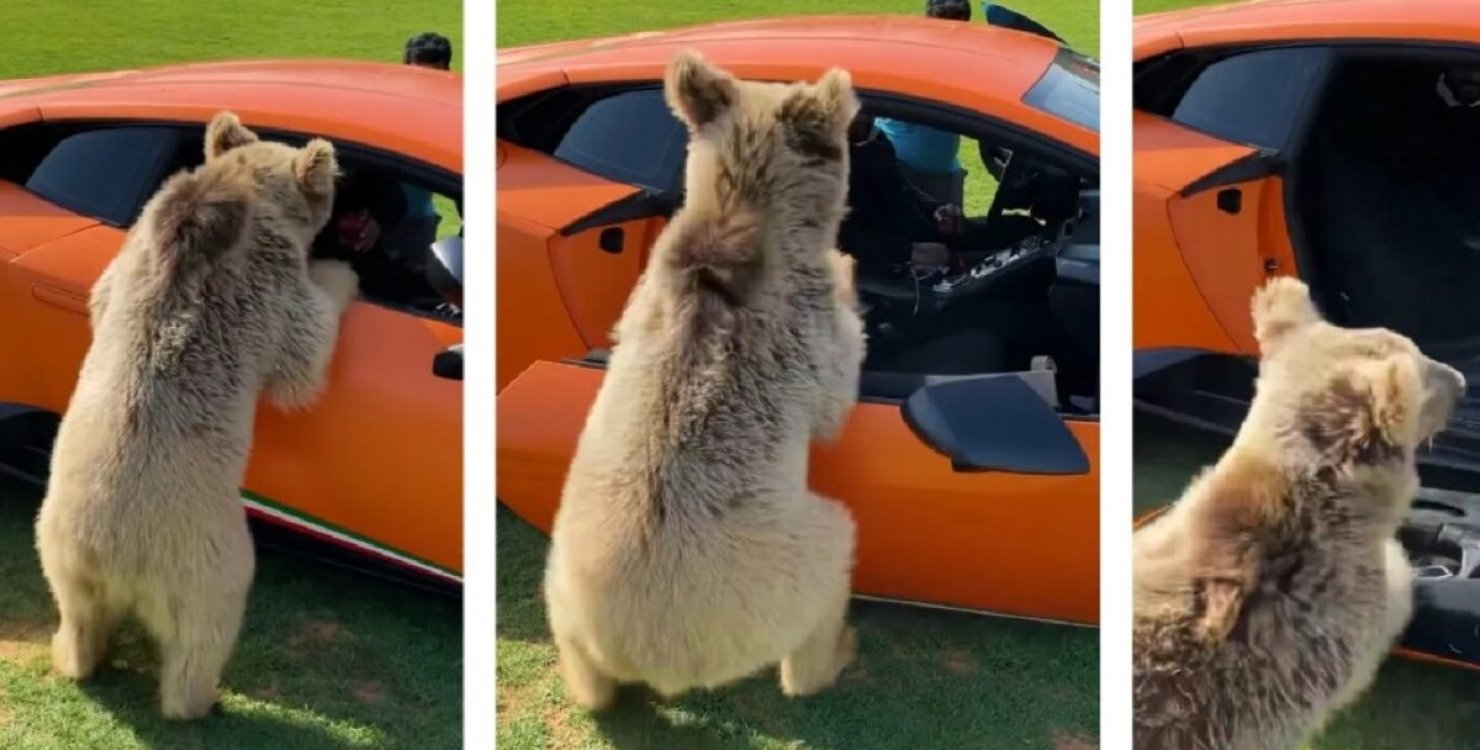 Игривый медведь оторвал дверь Lamborghini арабского шейха