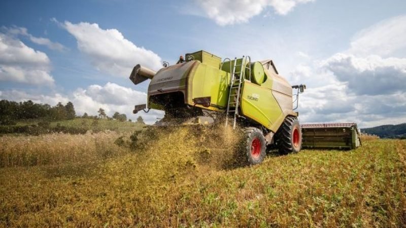 Новый порт для украинского зерна: Румыния помогает экспортировать
