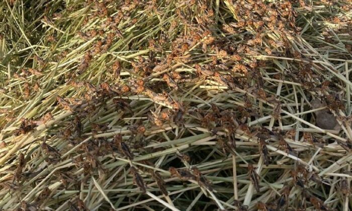 swarm-of-locusts-1-700x420