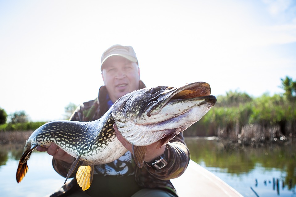 big-pike-797987_960_720