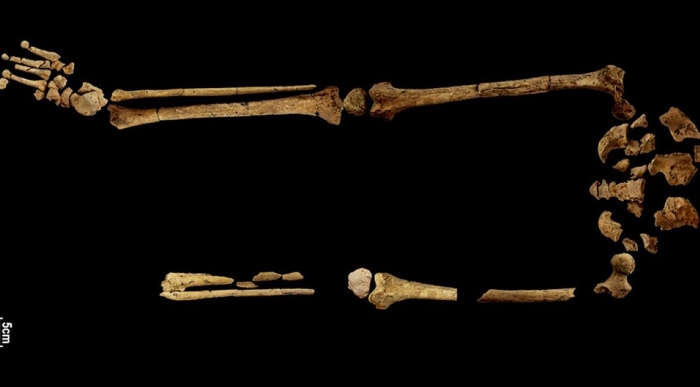 skeleton-2-card-944x522-copy-1200x664