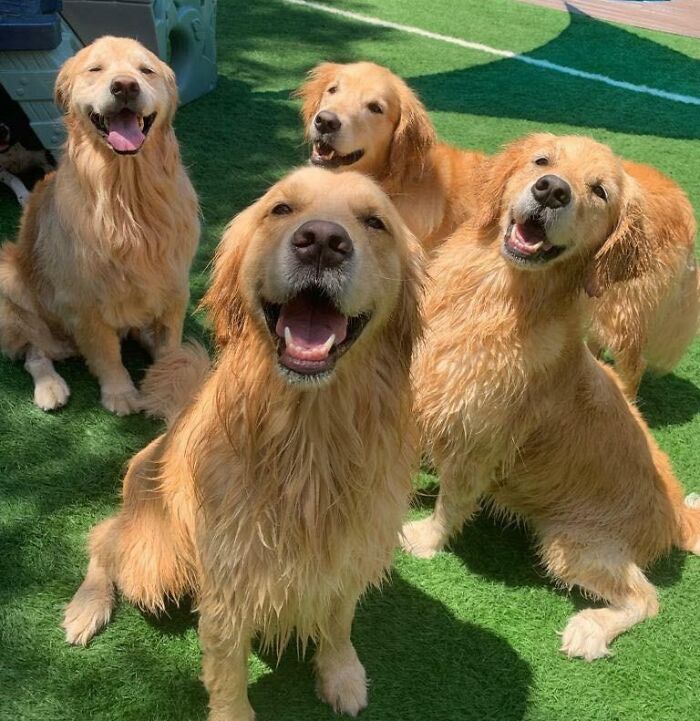 8_matrix-doppelganger-animals