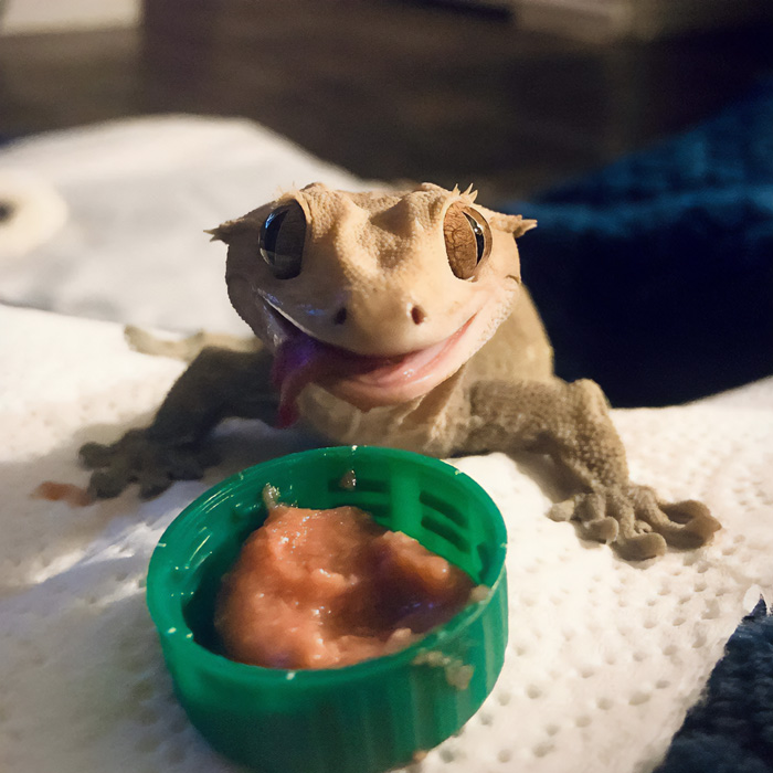9_cute-lizard