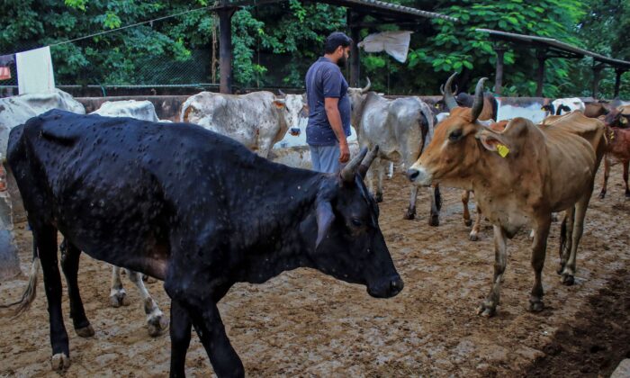 cows-with-lumpy-skin-disease-1-700x420