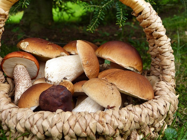 mushrooms-g71bfa0803_640
