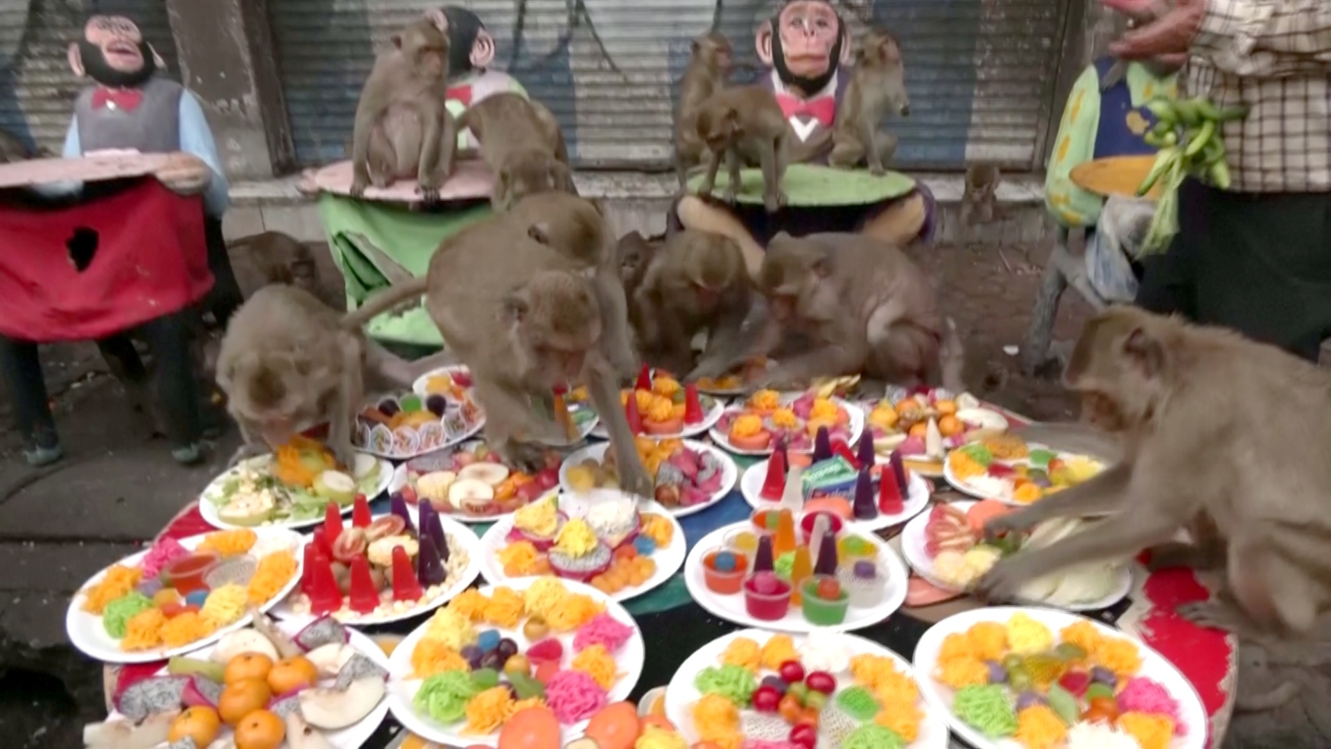 22_11_29_thailand-monkeys