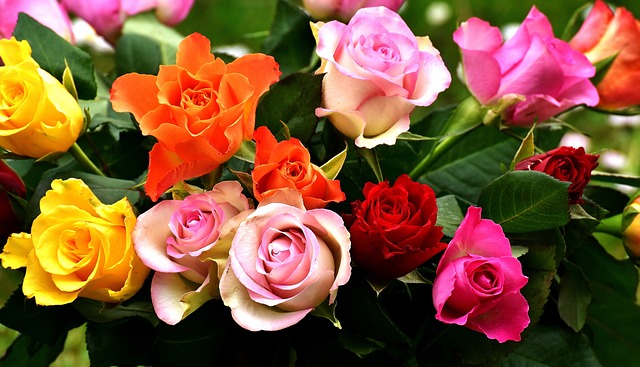 roses-2911123_640