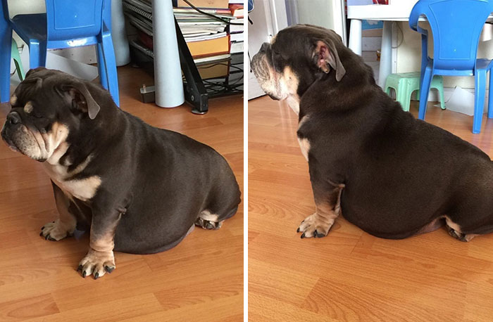 10_adorable-pregnant-animals