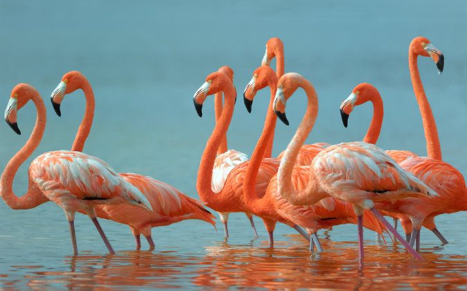 flamingos-shutterstock-89848177-webonly-674x420
