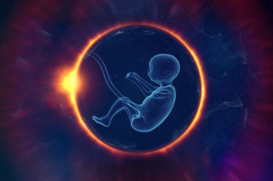 life-human-embryo-source-evolution-space-7036773