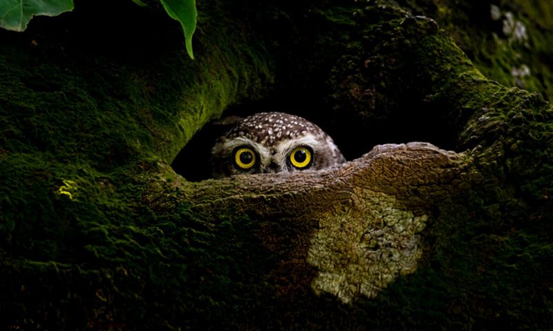9 лучших фотографий мира: Sony World Photography Awards объявила победителей из 55 стран мира