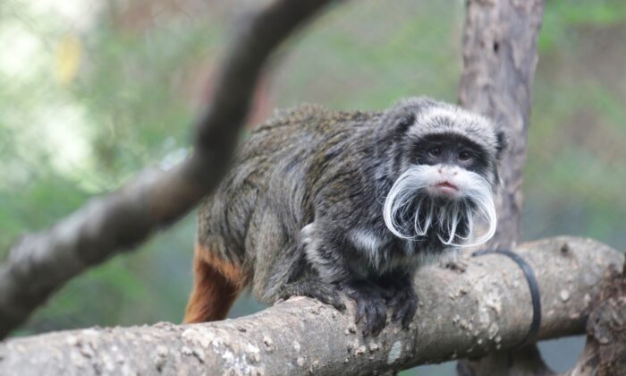 emperor-tamarins-700x420
