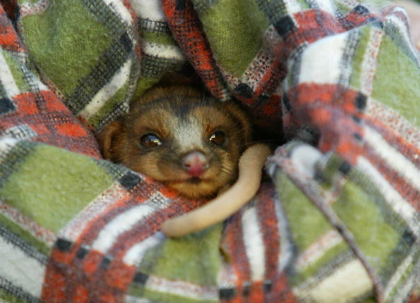 gettyimages-53735306