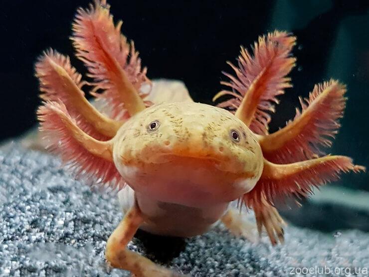 meksikanskiy-aksolotl-1
