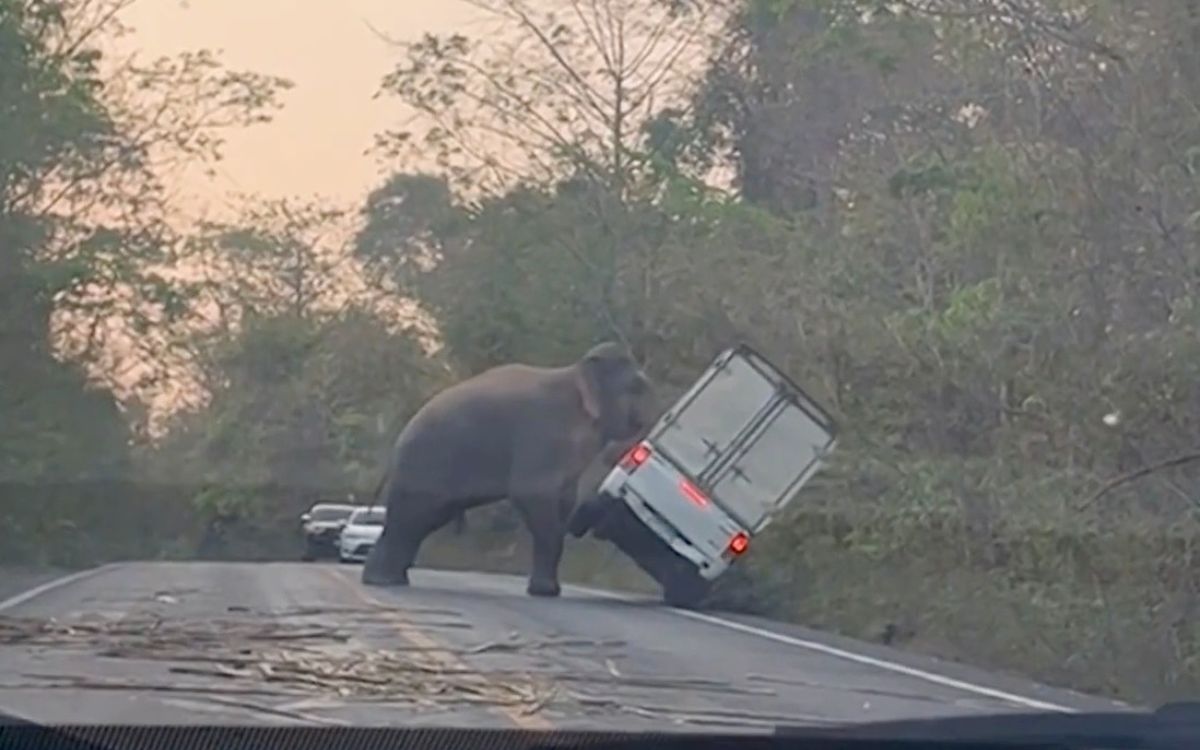 elephant-flips-car-thailand-hero