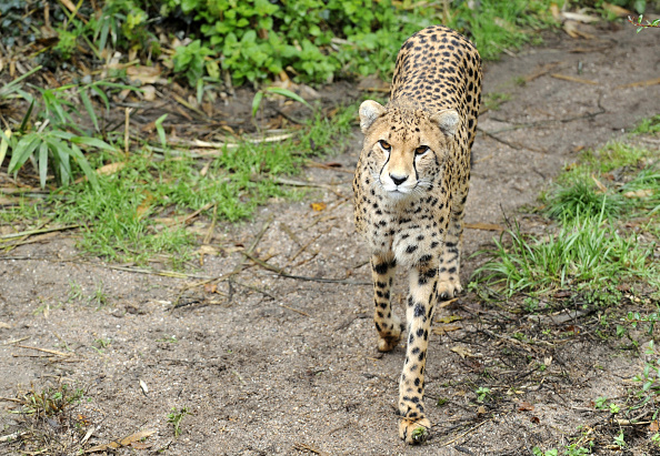 gettyimages-1228423028