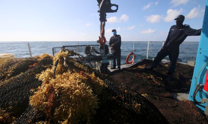 sargassum-700x420