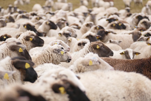 sheeps-g4677c03a2_640