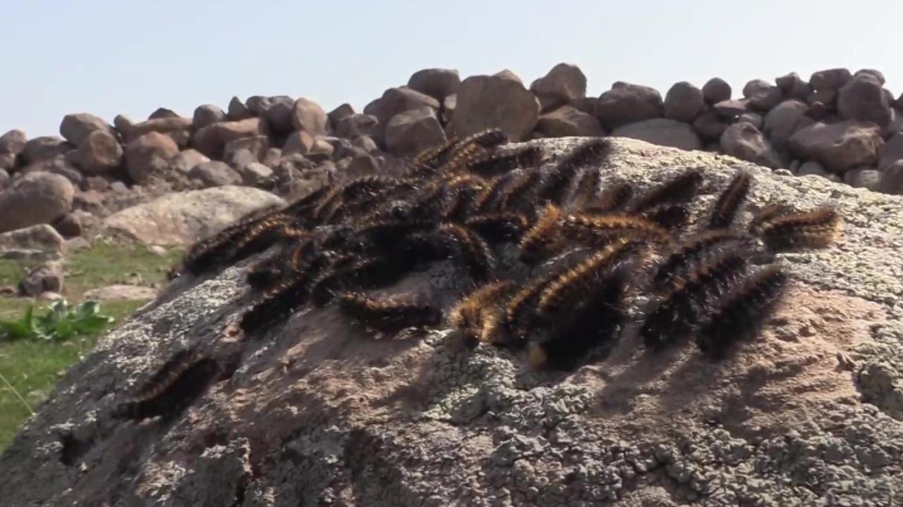 sirnak-tirtil-istilasi-2005524