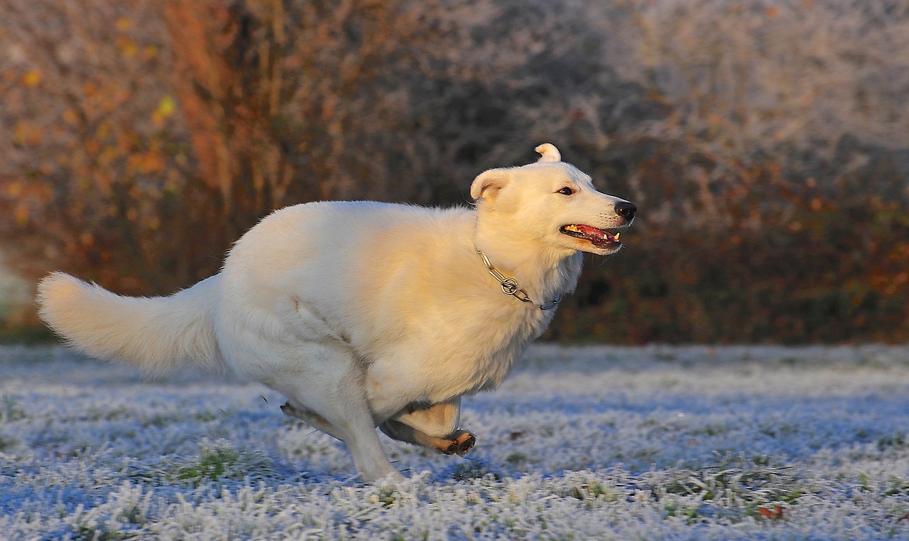 swiss-shepherd-dog-g468e471fc_1280